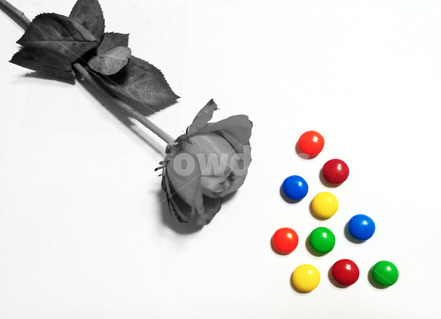 sweet,과자,초콜렛,color,rose,장미,조화,알록달록,아기자기,공간,구도,흑백,추상,연출,컨셉,콘셉,direction,concept