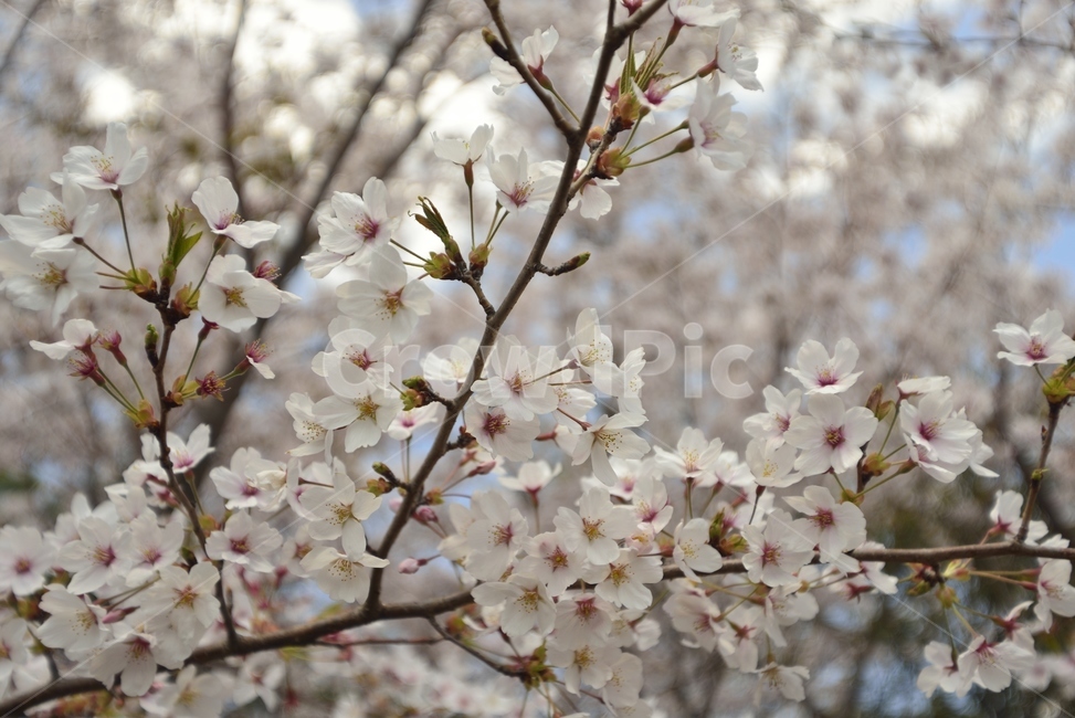 봄,벚꽃,분홍,pink,꽃,봄,계절,spring,season,plant,식물,flower,blossom,cherry blossom