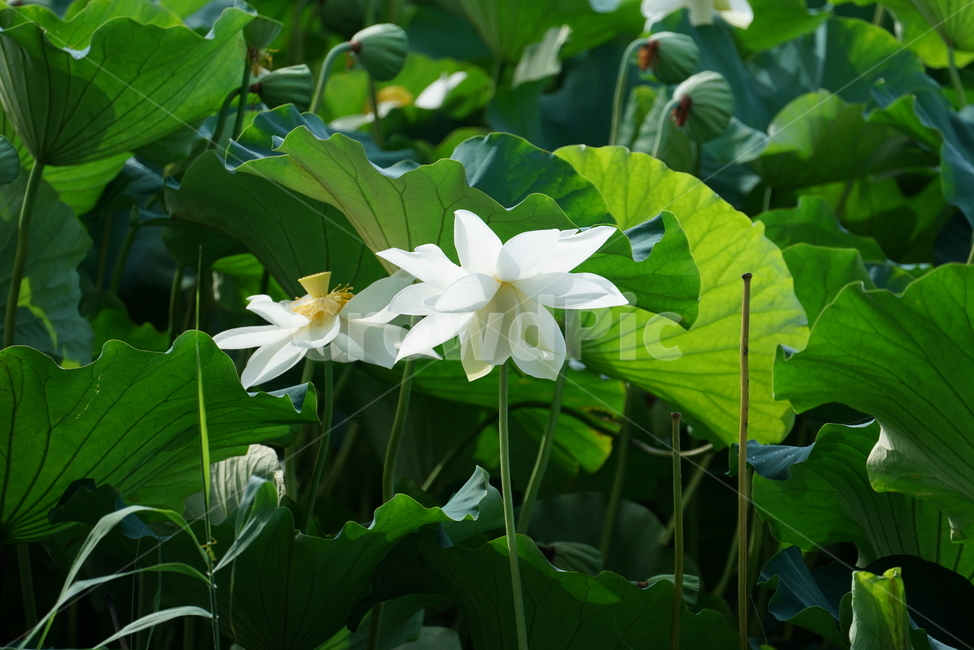 연꽃,백련,lotus,수초,식물,담수초,수중식물,수련과