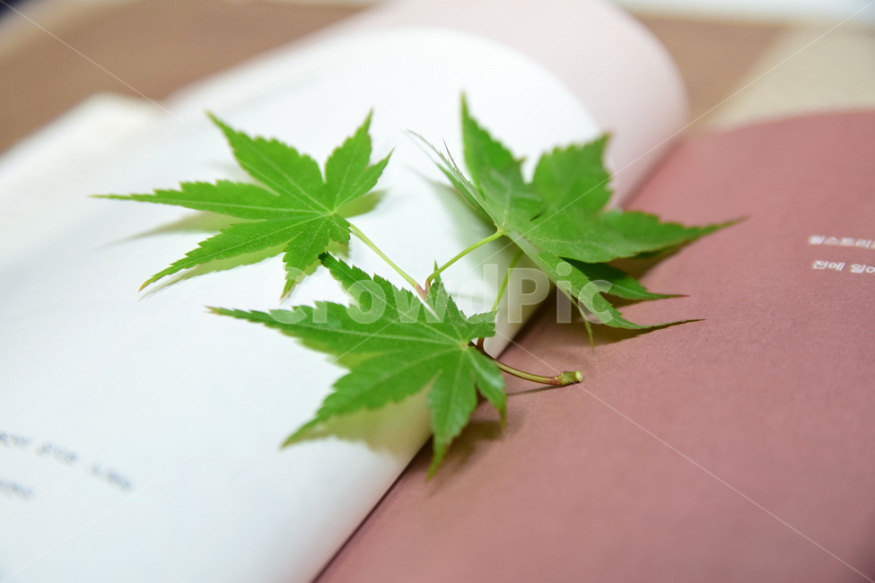단풍,청단풍,단풍잎,책,초록,식물,자연,감성,독서,북,book,plants,nature,feeling,green,maple,mapleleaves,leaves