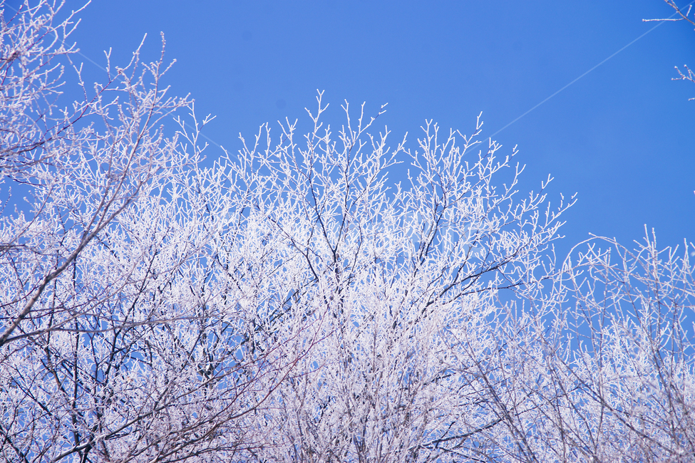 겨울,파란하늘,눈꽃,상고대,하얀나무,겨울,계절,winter,season,자연,풍경,nature,landscape,outdoors,옥외,snow,눈,frost,서리