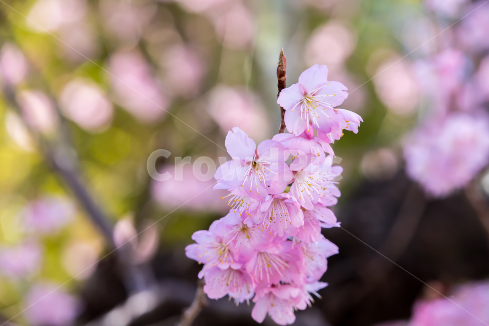 plant,식물,flower,blossom,꽃,벚꽃,cherryblossom,봄,spring