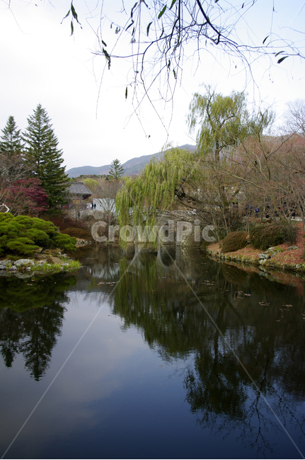 연못,가을,fall,나무,식물,plant,단풍,잎,풍경,가을,계절,fall,autumn,season,자연,풍경,nature,landscape,water,물,outdoors,옥외,tree,land,땅,fir,전나무