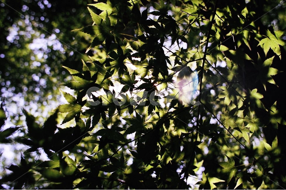 여름,단풍나무,나무,햇살,산책,등산,식물,자연,plants,nature,휴식,힐링,rest,relaxation,healing
