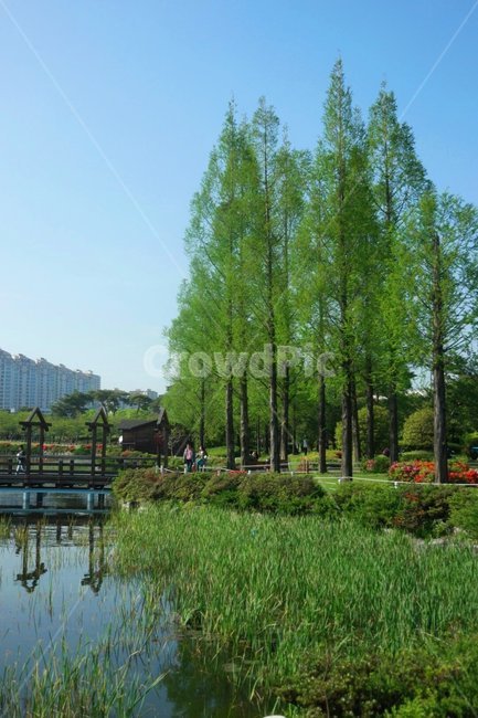 나무,여름,공원,메콰세콰이어,초록,자연,풍경,nature,landscape,outdoors,옥외,water,물