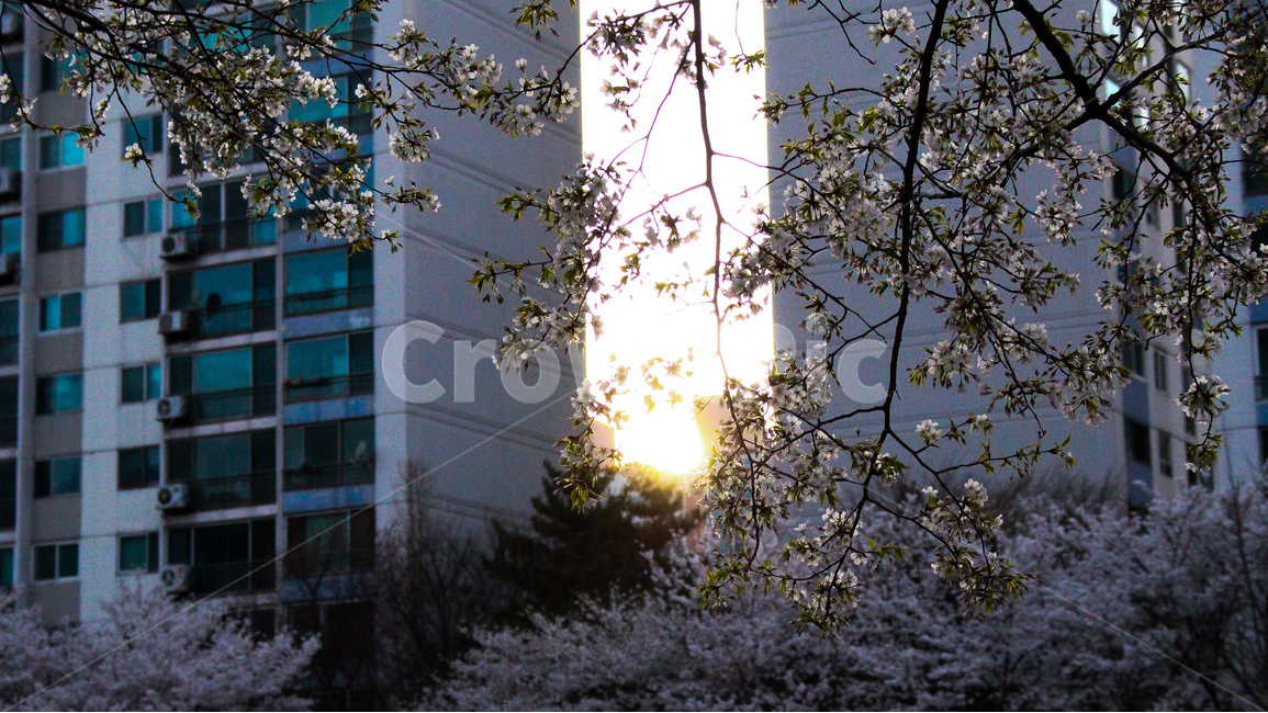 봄,벚꽃,꽃,풍경,태양,빛,봄,계절,spring,season,식물,자연,plants,nature,꽃,flower,light,flare,플레어,sunlight,햇빛