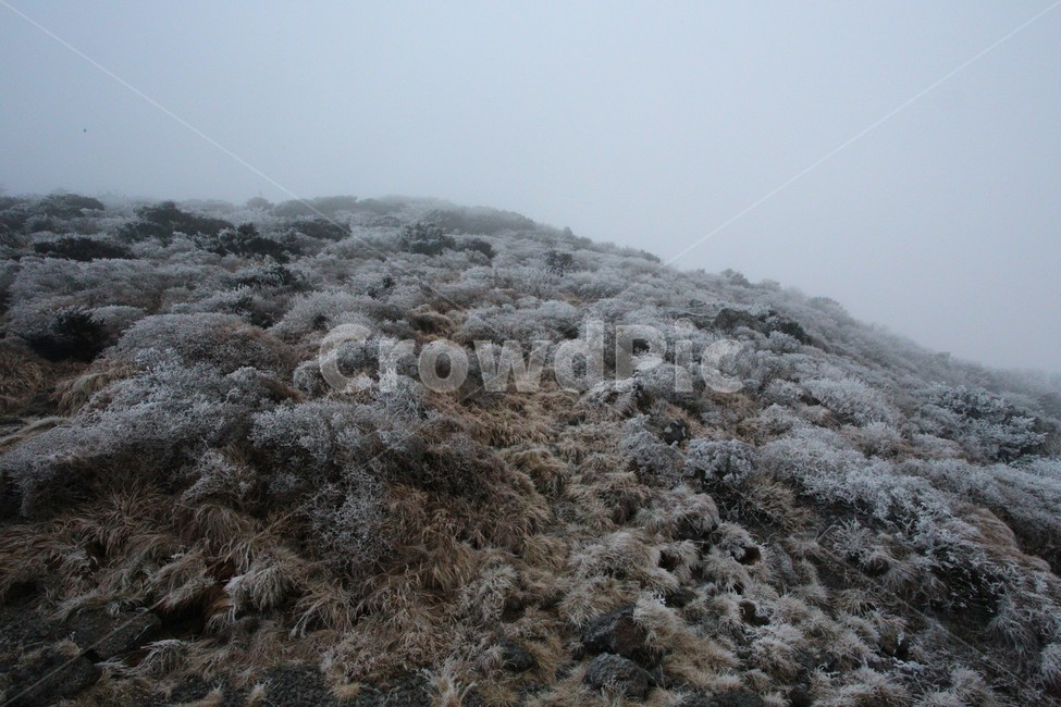 한라산,제주도,산,상고대,자연,숲,겨울,눈,눈꽃,snow