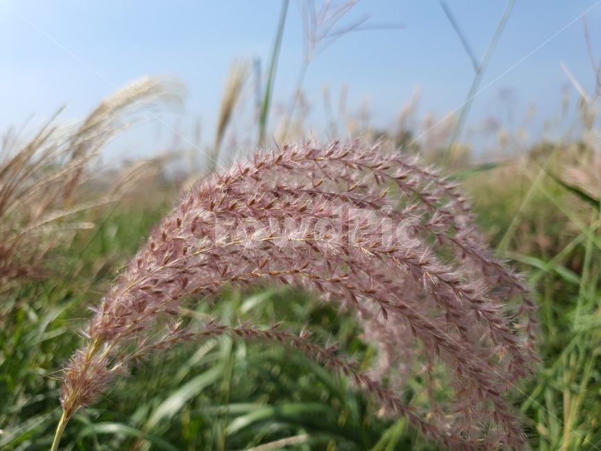 억새,식물,plant,잔디,갈대,하늘공원,가을,계절,fall,autumn,season,grass,lawn,reed