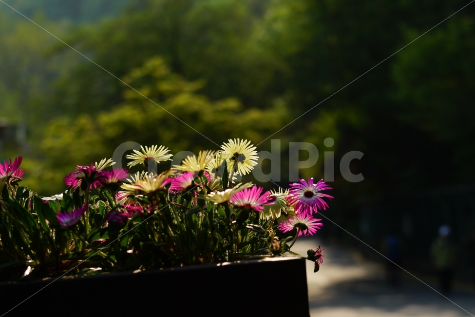 리빙스턴데이지,꽃,플라워,식물,자연,봄,5월,flower,nature,spring,꽃사진,감성,감성사진,힐링,힐링사진,느낌,분위기,화사한,화사하다,밝은,밝다,싱그러운,싱그럽다,싱싱하다,싱싱한,순수,순수하다,순수한,깨끗한,깨끗하다,깨끗,feel,feeling,식물,자연,plants,nature,꽃,flower