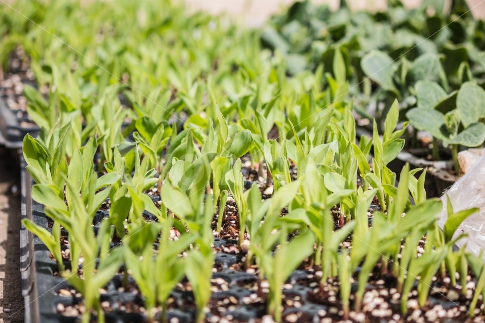 여름,봄,새싹,생명력,풍경,식물,자연,plants,nature