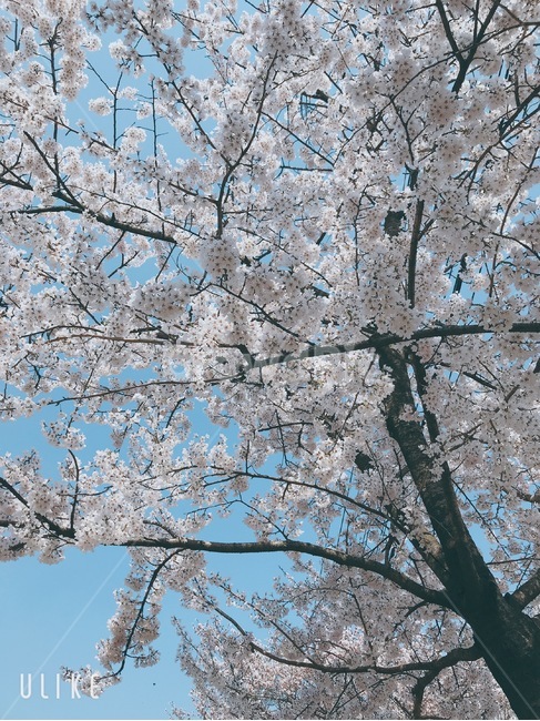 벚꽃,맑은하늘,핑크벚꽃,봄,꽃축제