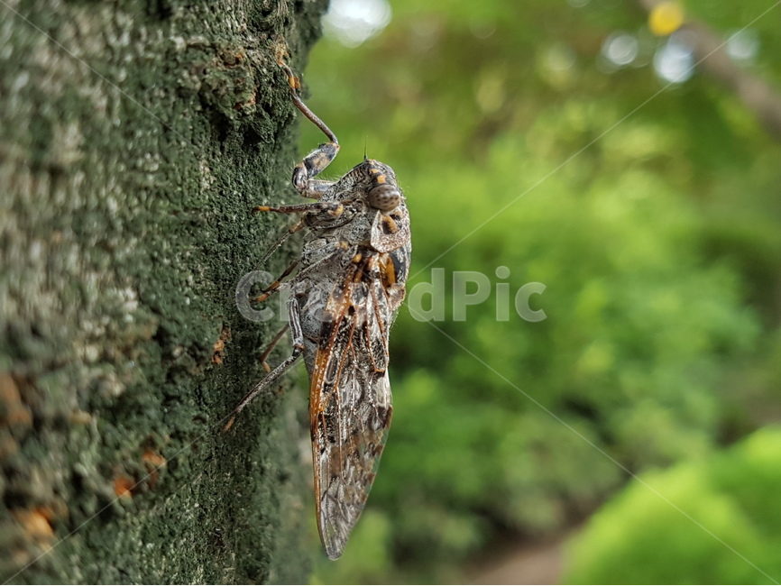 매미,곤충,여름곤충,참매미,벚나무,여름,계절,summer,season,동물,animal,곤충,벌레,insect,bug