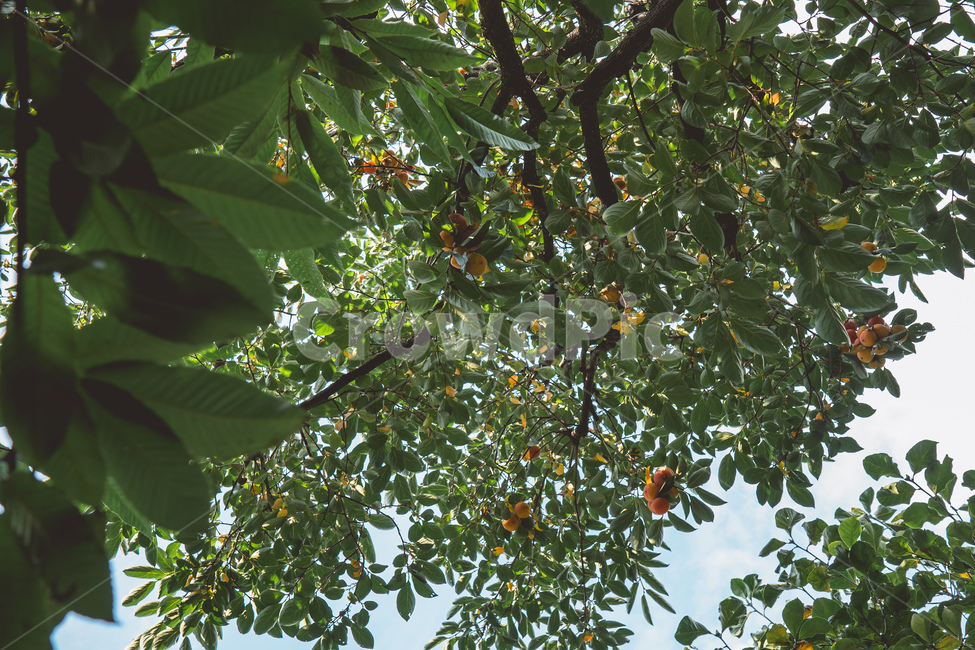식물,plant,감나무,과일,열매,식물,자연,plants,nature,과일,열매,fruit
