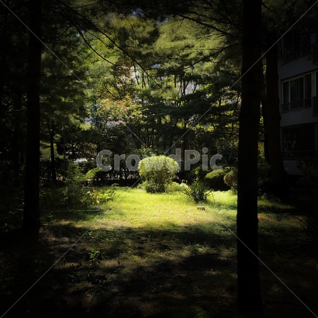 빛,자연,감성,공원,plant,식물,tree,treetrunk,나무,나무줄기,식물,자연,plants,nature