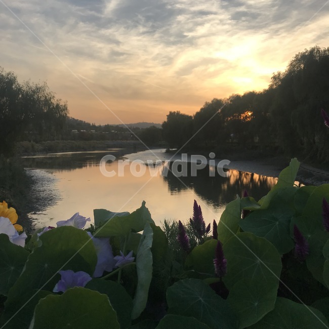 한강,풍경,꽃,호수,노을,석양,자연,풍경,nature,landscape,plant,식물