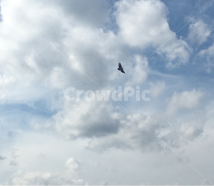 하늘,연,독수리연,구름,sky,cloud,kite,자연,풍경,nature,landscape,adventure,모험,leisure activities,레저 활동,bird,새,flying,나는,animal,동물,gliding,활공