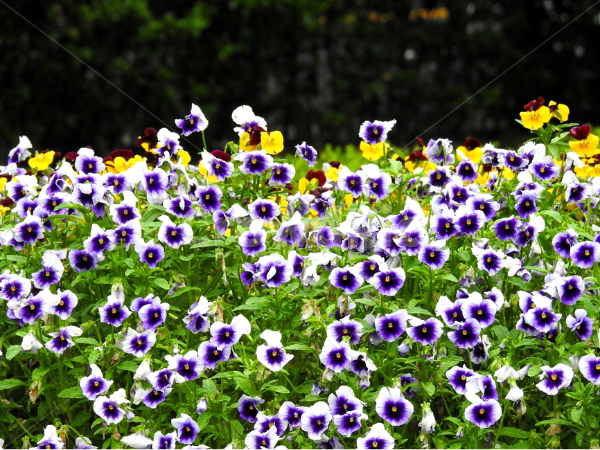 꽃,식물,봄,계절,자연,식물,자연,plants,nature,꽃,flower