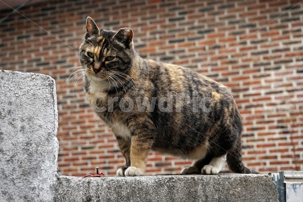 고양이,벽돌,우울,슬퍼보임,얼룩무늬,수염,눈,불쌍함,길냥이,추위,겨울,winter,cat,sorrow,eye,spottedpattern,애처로움,호피무늬,반려묘,담장,벽,동물,animal,포유류,mammal,고양이,cat,kitten,kitty