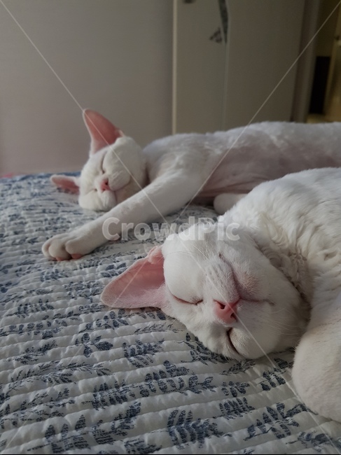 애묘,고양이,데본렉스,집고양이,희귀종