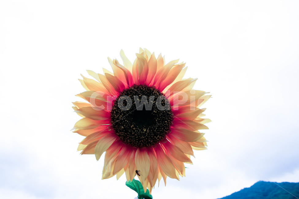 plant,식물,blossom,flower,꽃,해바라기,식물,자연,plants,nature,꽃,flower