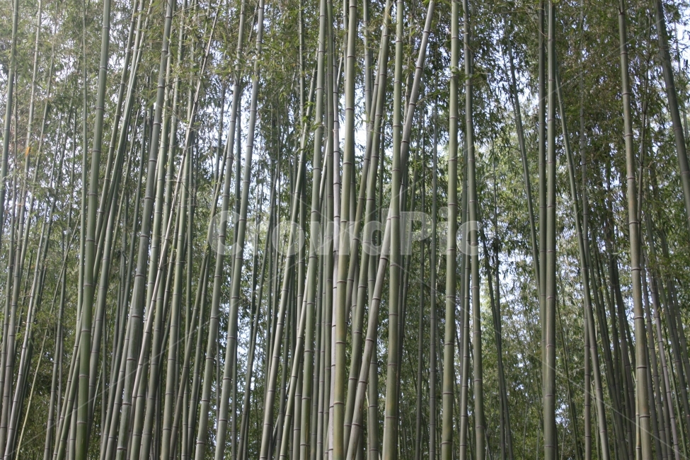 담양,대나무숲,여행,대나무,자연,나무,풍경,배경,식물,자연,plants,nature,나무,trees,wood