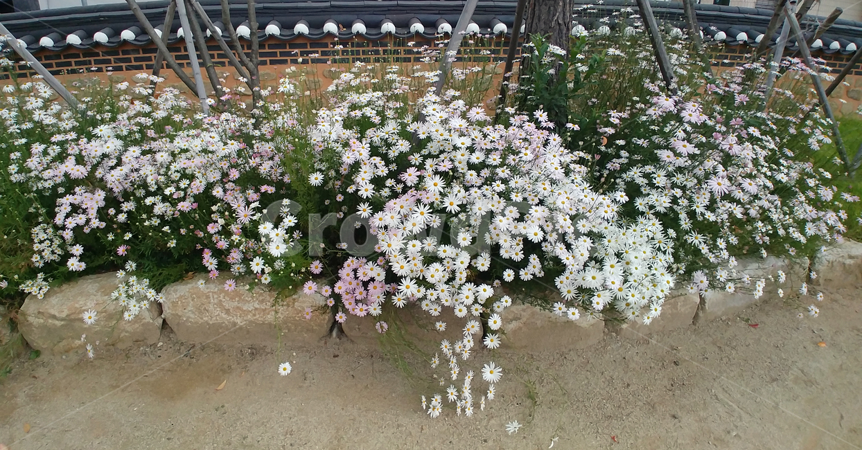 꽃,국화과,들국화,식물,blossom,flower