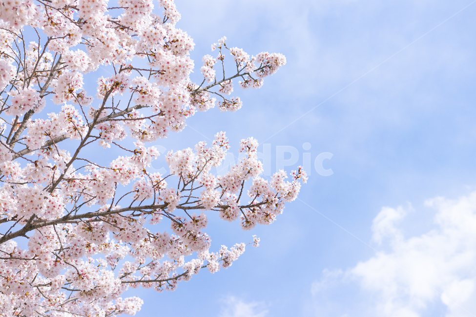 벚꽃,4월,cherryblossom,꽃,봄,spring,april,flower,plant,식물,풍경,자연,화사함,하늘,sky,봄,계절,spring,season