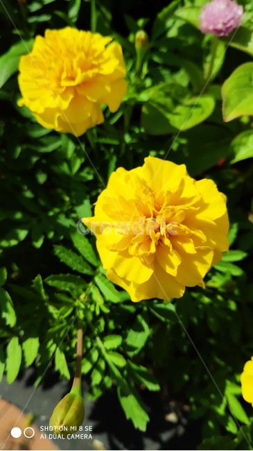 꽃,플라워,봄,봄꽃,뷰티풀,flower,bloom,beautiful,plant,식물,노란색,식물,자연,plants,nature,꽃,flower