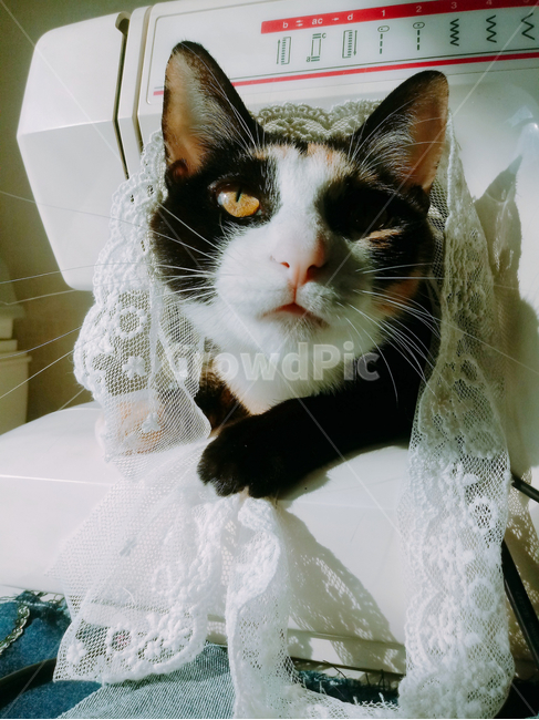 고양이,cat,포근함,코숏,빈티지,따뜻함,동물,animal,포유류,mammal,고양이,cat,kitten,kitty