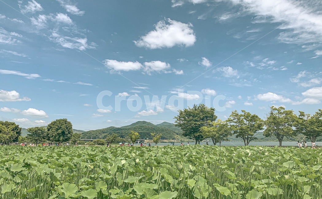 나들이,연꽃,나무,자연,nature
