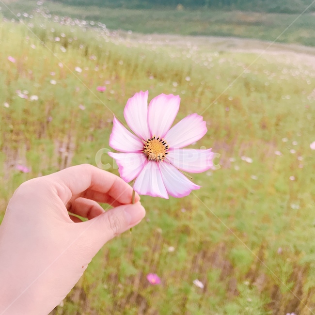 코스모스,코스모스밭,가을,산,꽃밭,꽃,푸른하늘,가을날씨