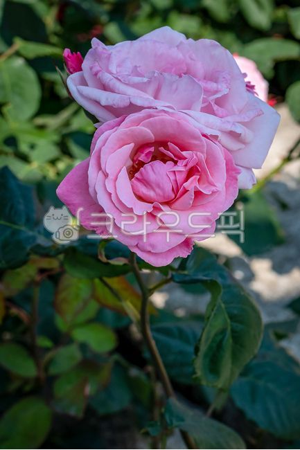 Roses,pink roses,Samcheok Rose Park,Marve Maria,rose thorns,shrubs,plants,out of focus