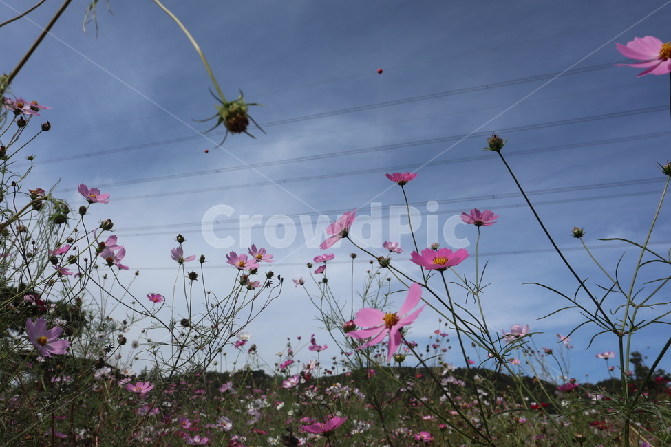 식물,꽃,이쁜꽃,코스모스,핑크꽃,식물,자연,plants,nature,꽃,flower