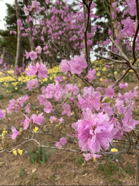 식물,꽃,flower,봄,blossom,진달래,개나리,자연,분홍