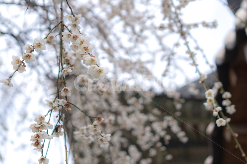 식물,blossom,꽃,flower,cherryblossom,벚꽃,봄,사찰,절,기와,도심속,서울,매화,백매화,봄,계절,spring,season