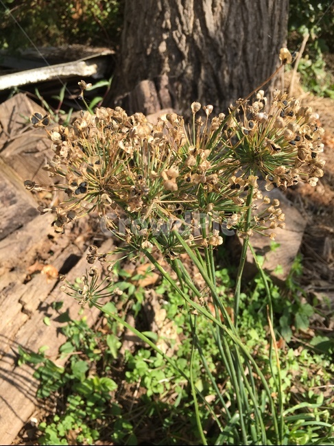 plant,식물,나무,은행나무,부추,부추꽃