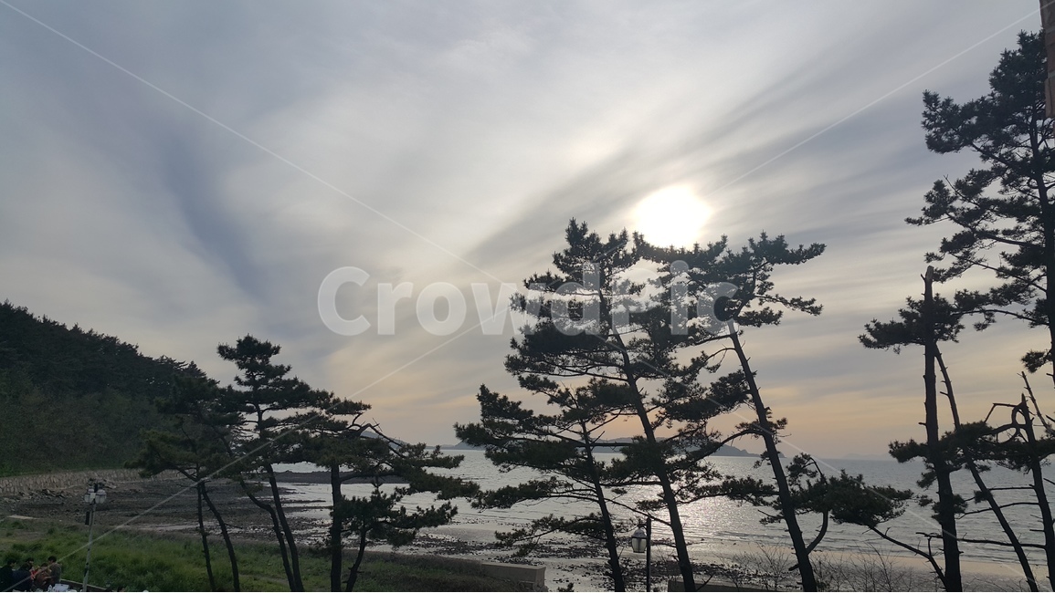태안,바닷가,배경,바다,해,자연,풍경,nature,landscape,해변,바다,beach,sea,plant,식물,tree,나무