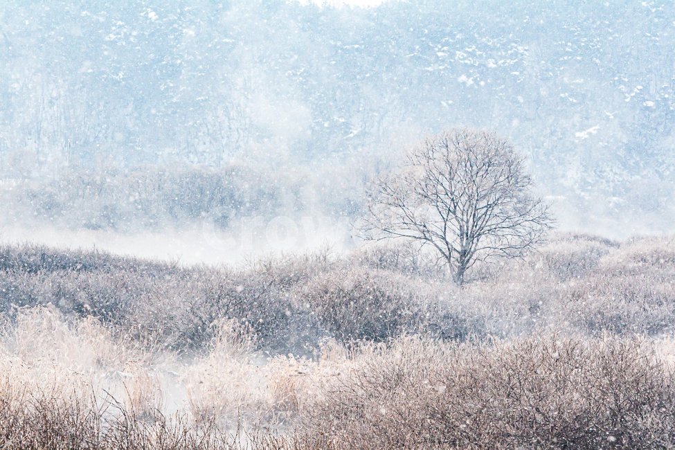소양강,상고대,겨울,눈,물안개,자연,snow,겨울,계절,winter,season,자연,풍경,nature,landscape