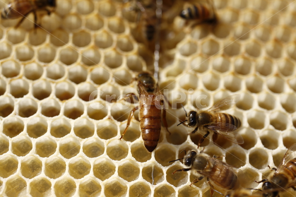 여왕벌,queen,꿀벌,양봉,산란,동물,animal,곤충,벌레,insect,bug