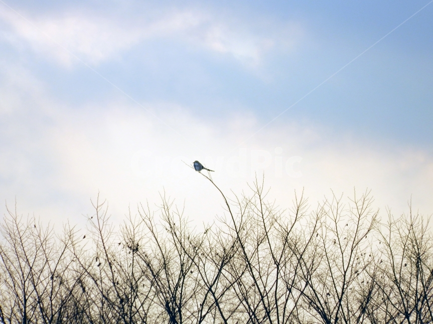 겨울,새,외로움,쓸쓸,하늘,겨울하늘,겨울,계절,winter,season,자연,풍경,nature,landscape,동물,animal,조류,새,birds,flying,나는,bird