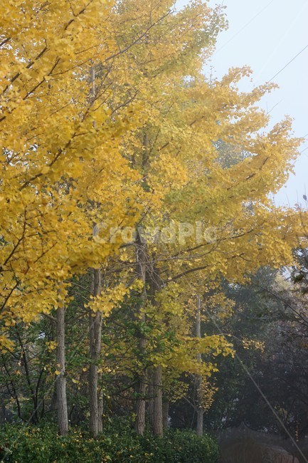 가을,은행나무,단풍,낙엽,나무,자연,식물,풍경,안개,자연풍경,감성,nature,fall,autumn,trees,yellow,green,가을,계절,fall,autumn,season,tree,plant