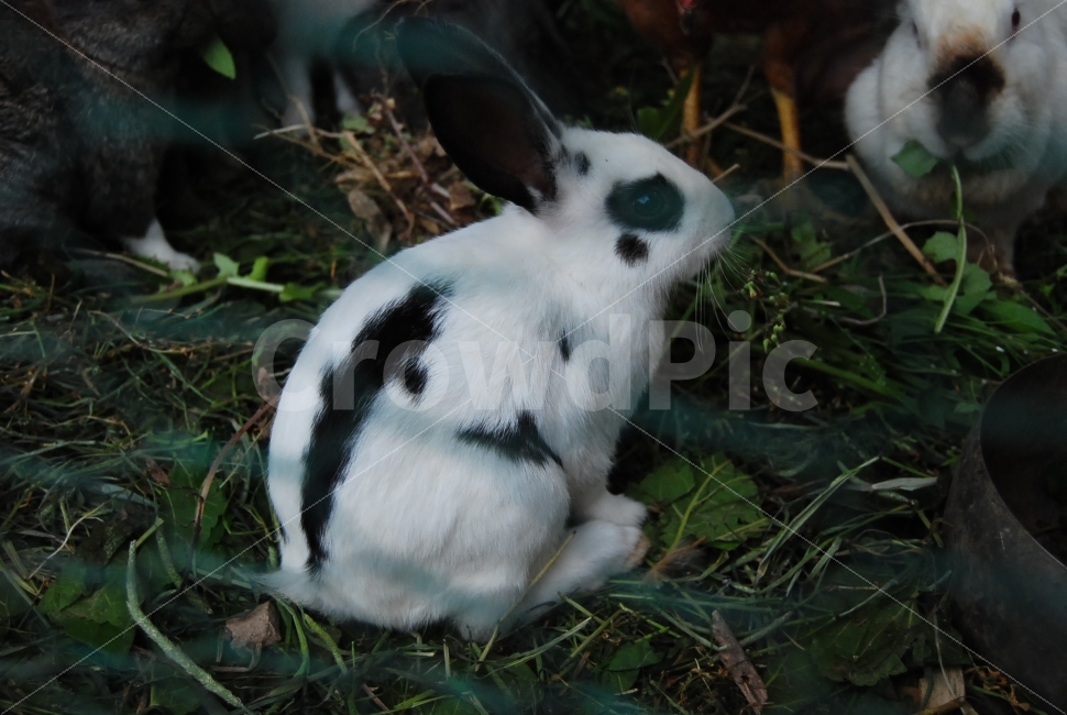 spotted rabbit,rabbit,Spotted,Farm,rabbit farm,animal