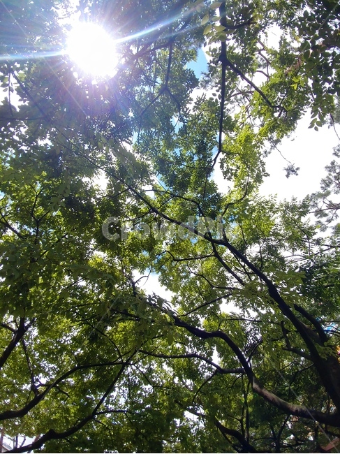 식물,나무,햇살,오후,자연,식물,자연,plants,nature