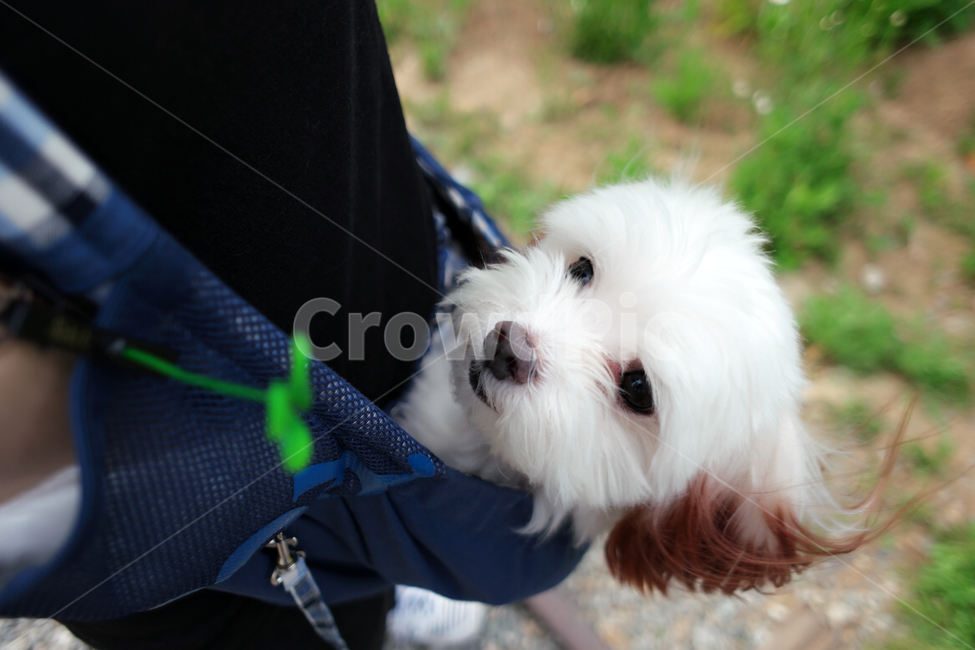 dog bag,sprout,puppy,cuteness,Dimly,The side,maltese