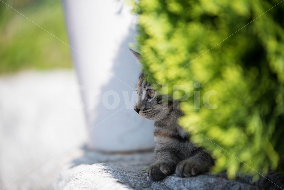 반려동물,고양이,동물,포유류,자연,동물,animal,포유류,mammal,고양이,cat,kitten,kitty