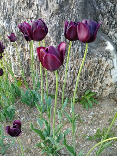 tulip,백합과,구근초,여러해살이화초,꽃,튤립,빨강색,봄,식물,자연,springseasonflower