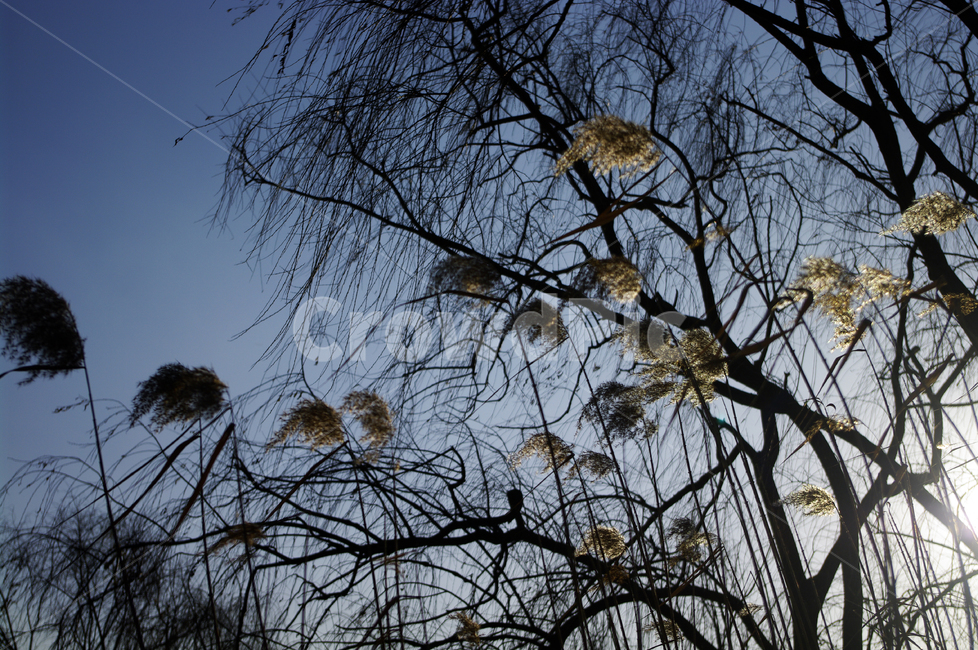 갈대,식물,plant,자연,nature,식물,자연,plants,nature