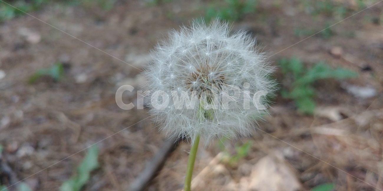 민들레,민들레씨,꽃,식물,민들레꽃,공원,봄,풀,flowers,plant,park,dandelion,spring,자연,plants,nature,식물,자연,plants,nature