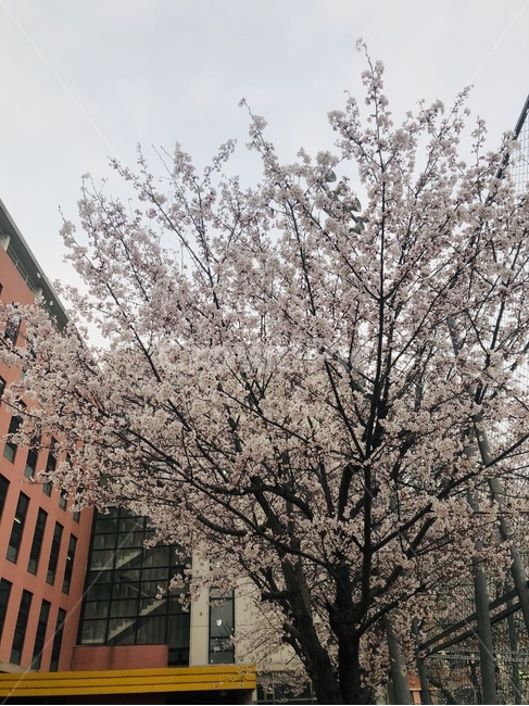 벚꽃,봄,감성사진,감성,따뜻함