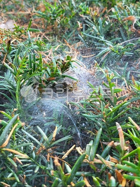 yew tree,yew tree,tree,landscape tree,green,spider web,spider house,spider